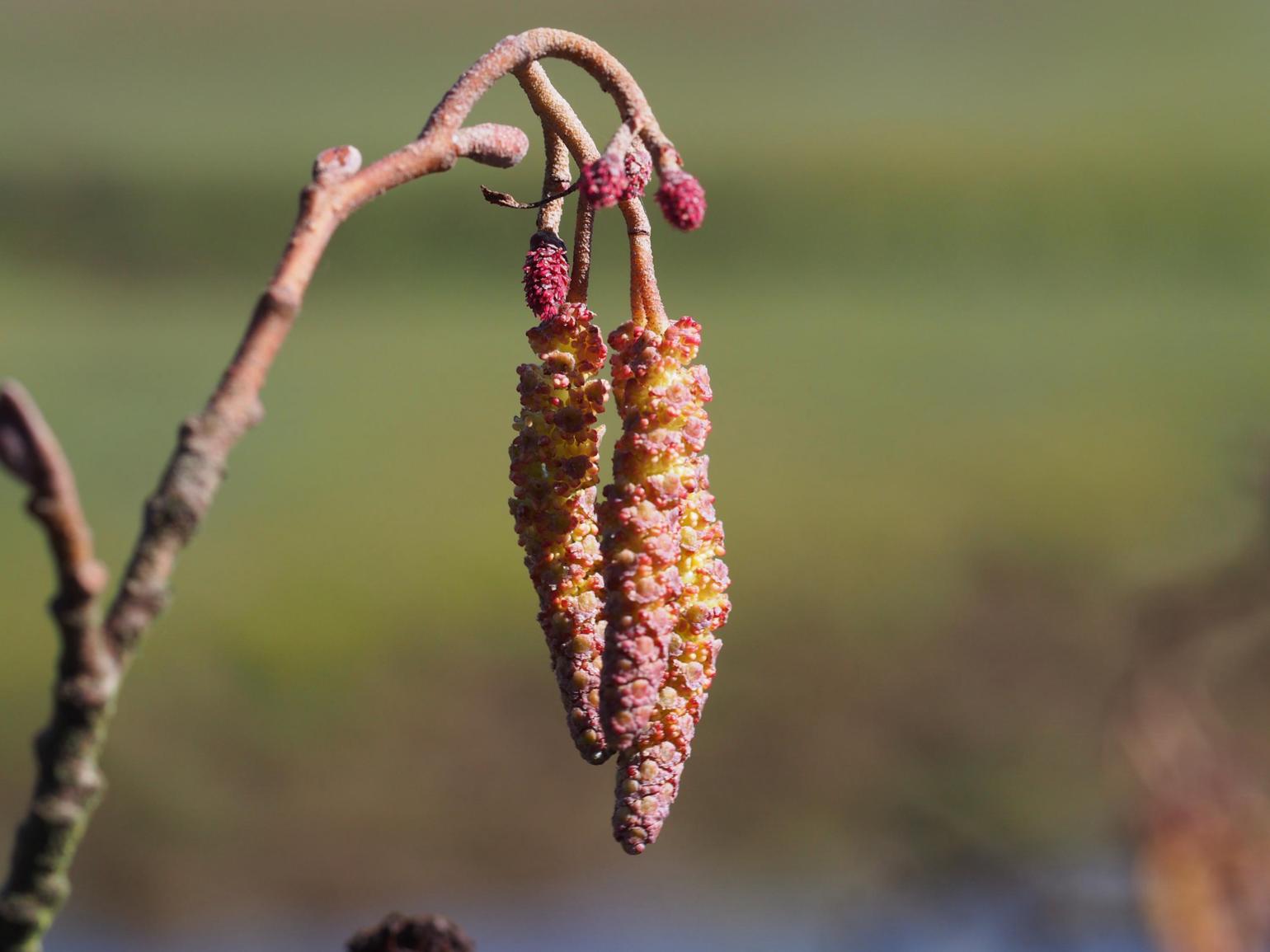 Alder